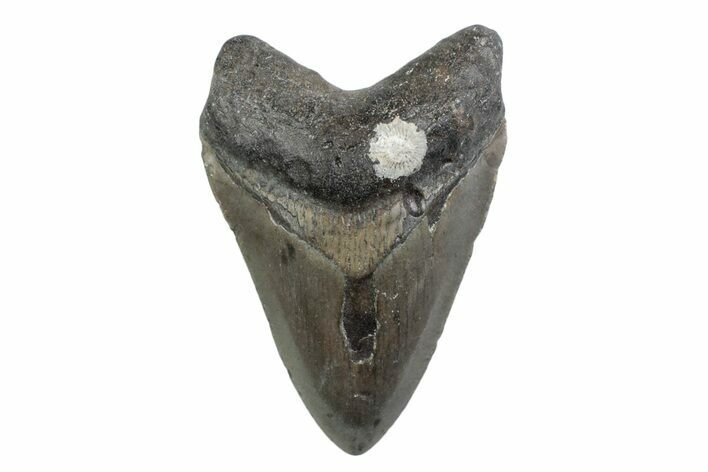 Fossil Megalodon Tooth - North Carolina #370215